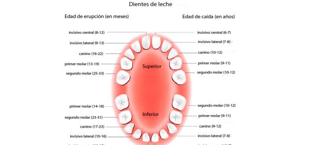 Edades de la dentición definitiva