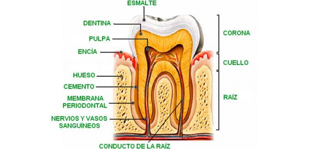 Partes internas del diente