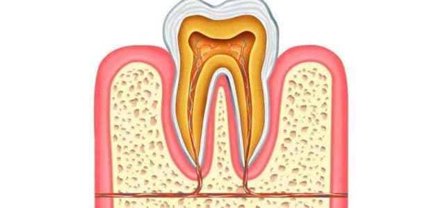 Parte interna de un diente