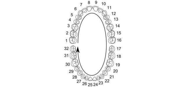 Los dientes se ordenan numéricamente