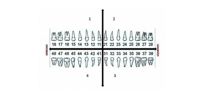 Cada diente recibe un número